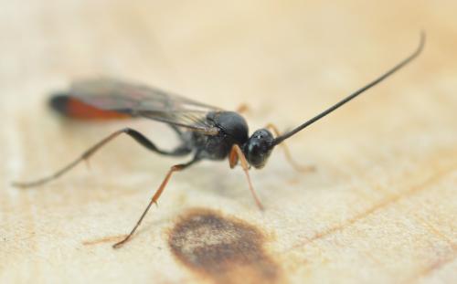 Réf. 253 763 : Dusona sp.